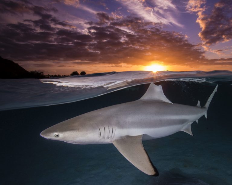 Sharky Sunset