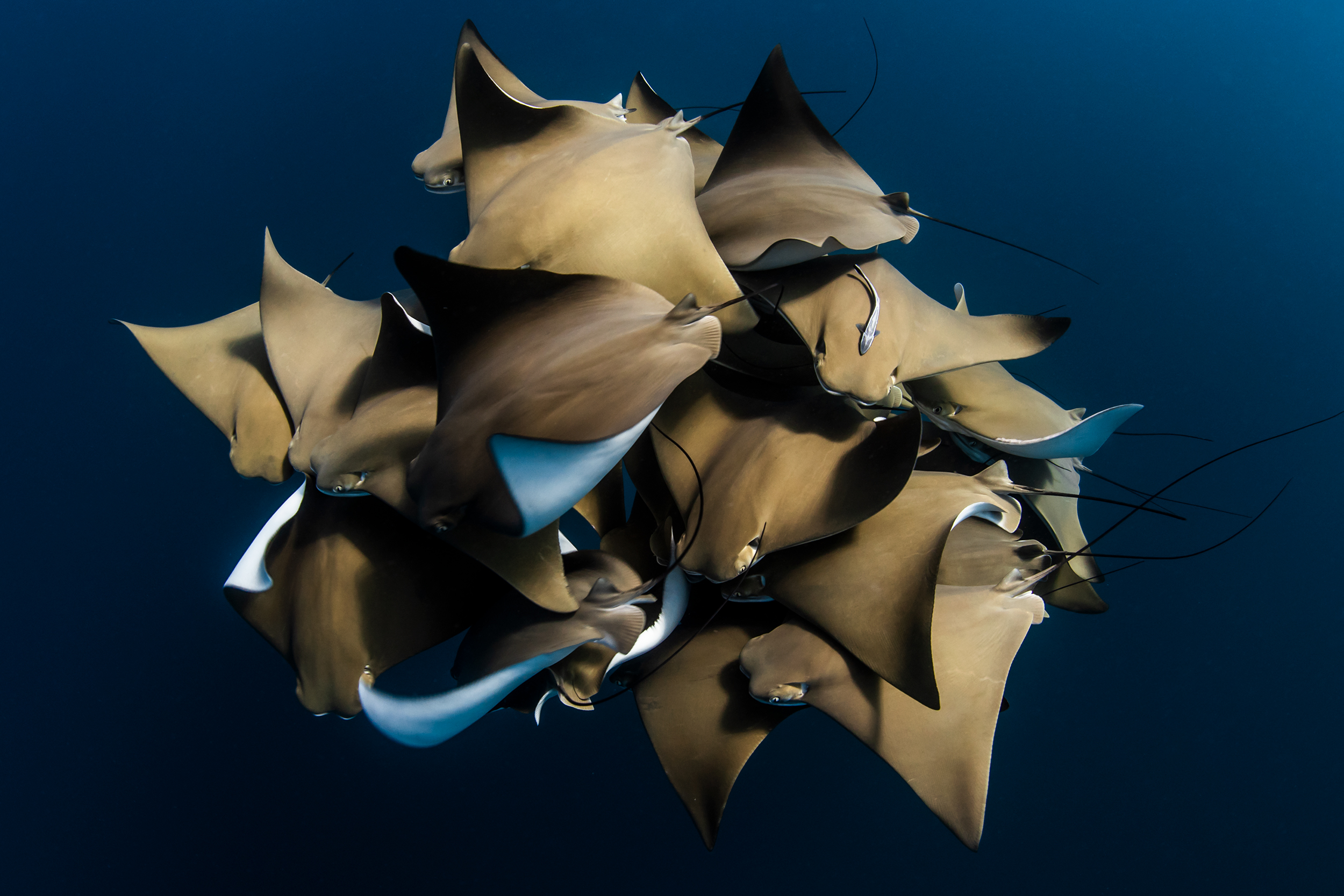A_Fever_of_Cownose_Rays