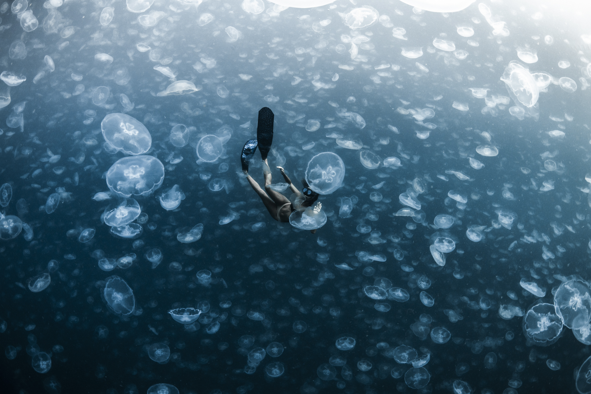 Floating-in-a-Field-of-Jellyfish