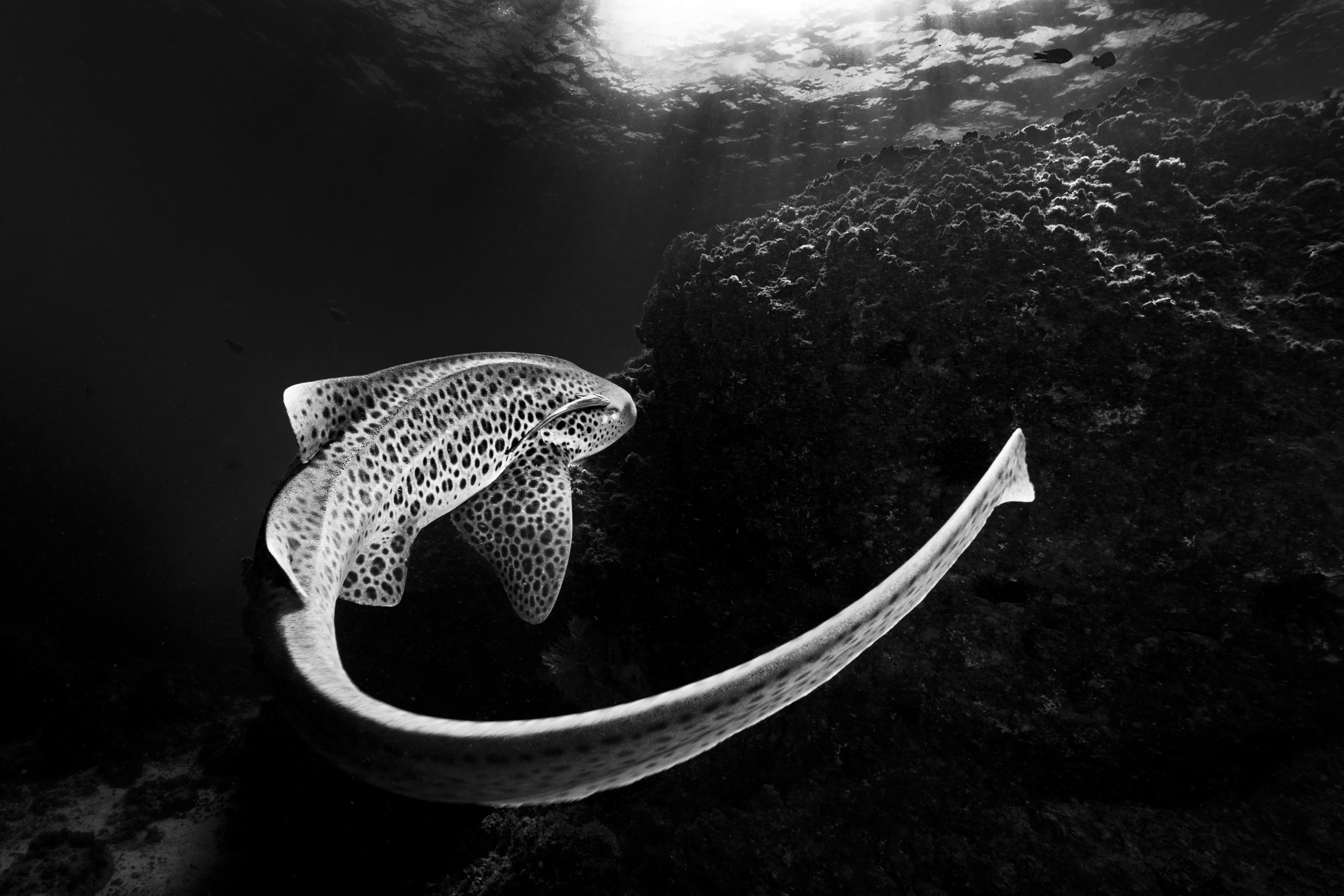 Leopard_Shark-scaled