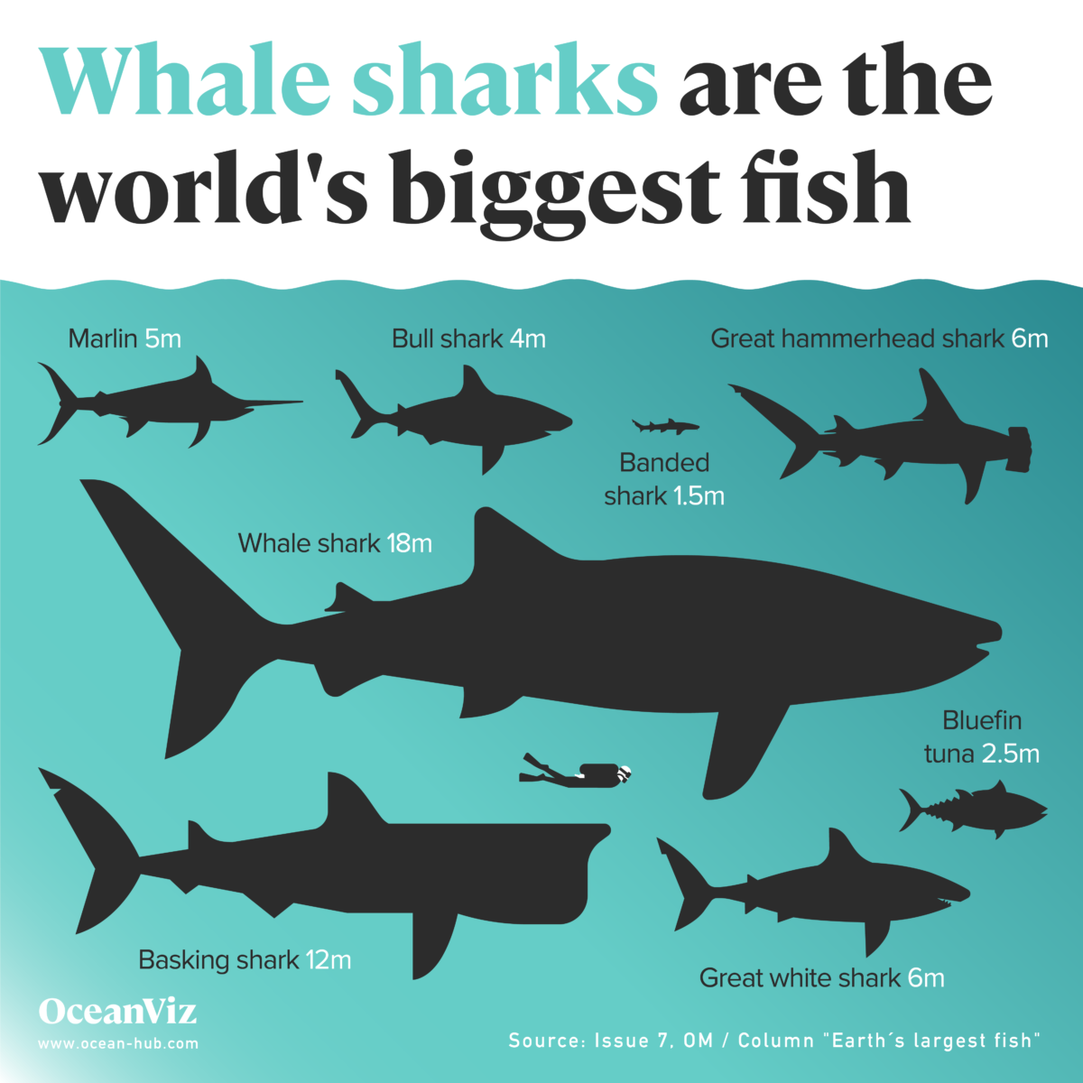 Whale sharks are the world´s biggest fish