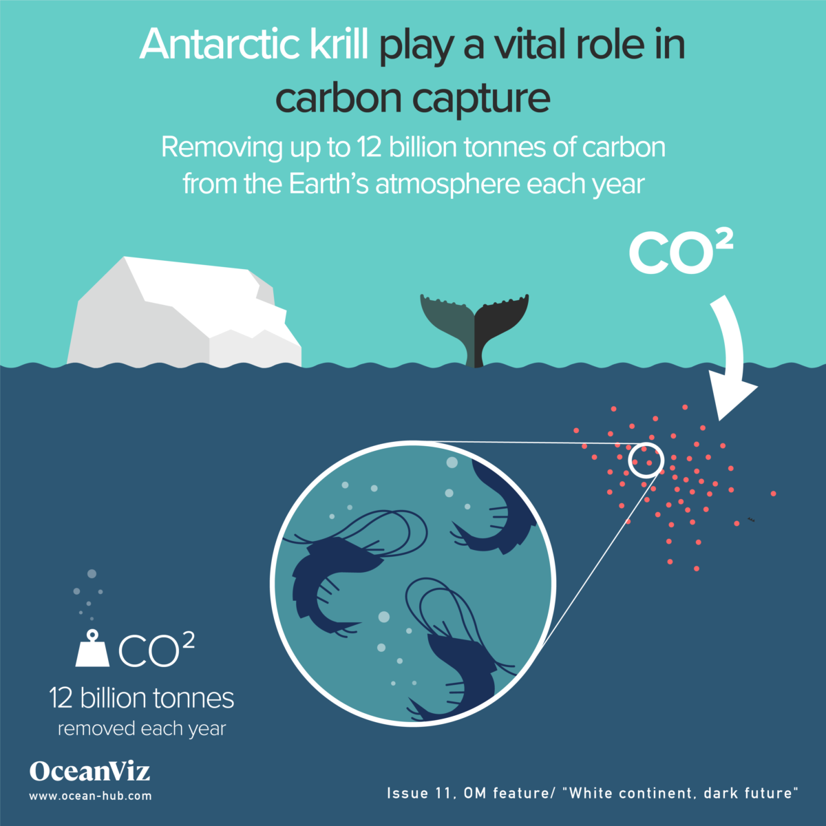 Antarctic krill vital in carbon capture