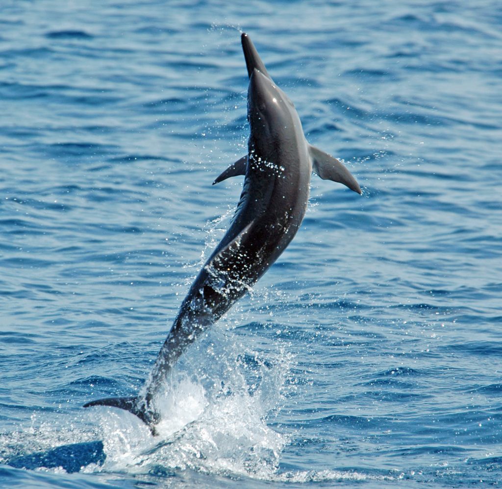 Spinner dolphin excrements support coral reefs Oceanographic