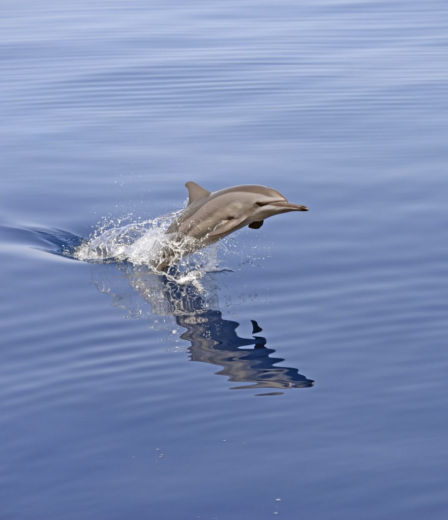Spinnerdolphin.CreditRCharlesAnderson4 Oceanographic