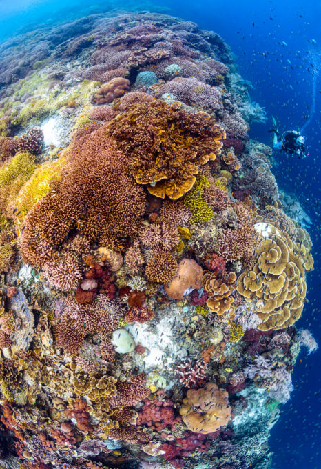 Photographing corals - Oceanographic - Oceanographic