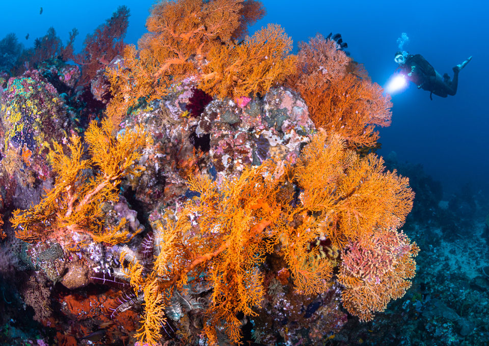 Photographing corals - Oceanographic - Oceanographic