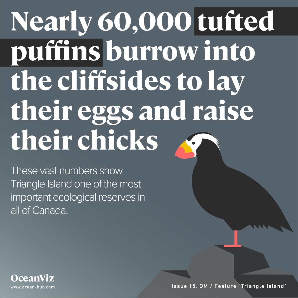 60,000 tufted puffins
