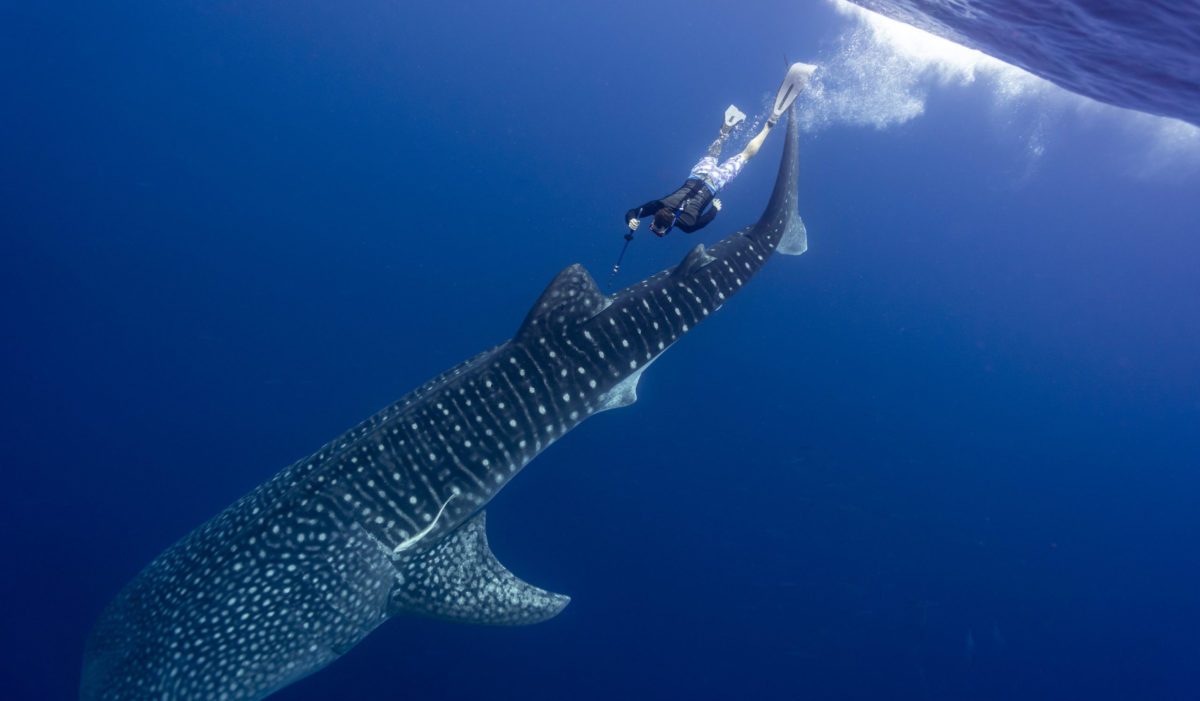 Whale Shark being tagged. Photo credit Uli Kunz - Oceanographic