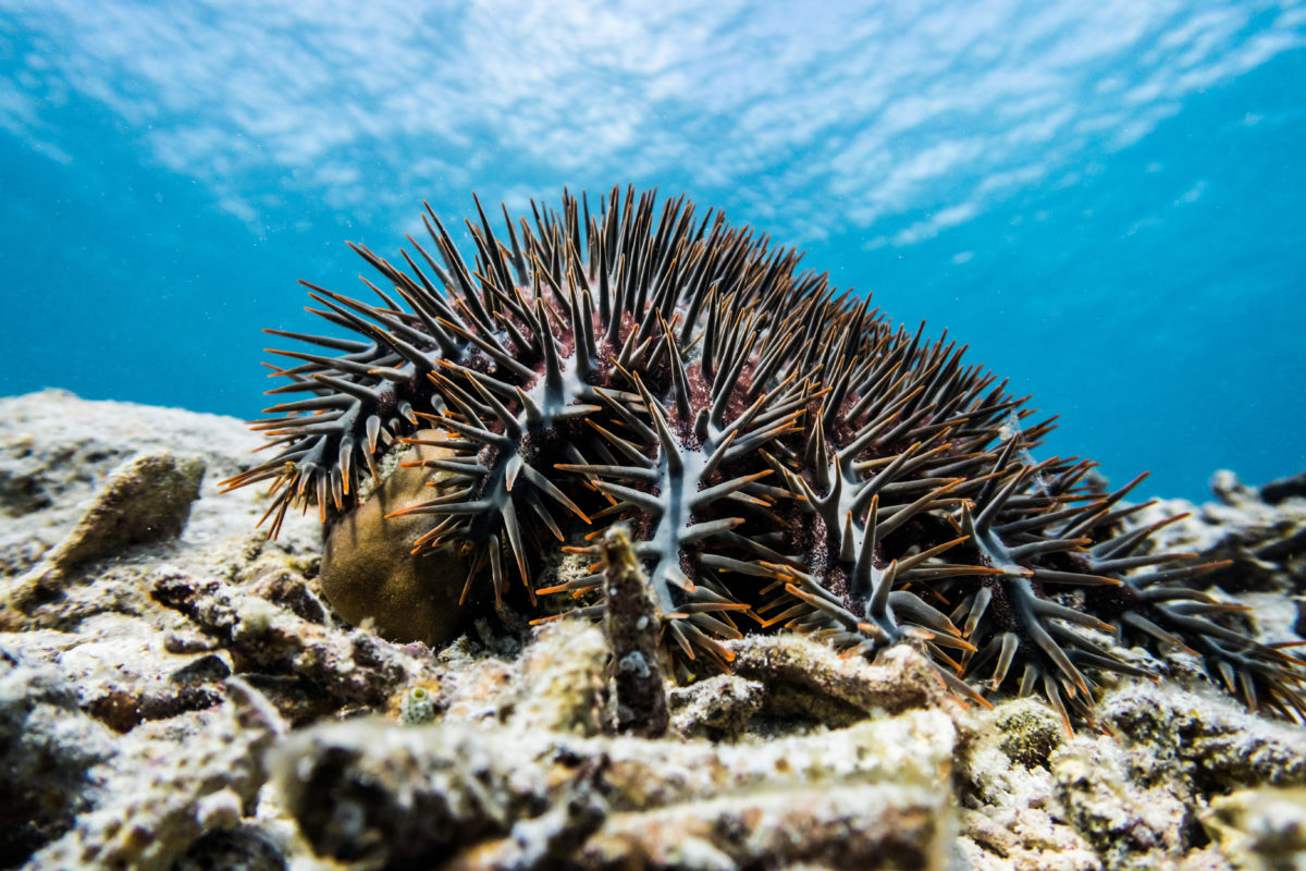 TRACC_COTS_Removal_Program0517 Oceanographic Oceanographic