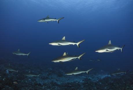 Mafia Island: The whale sharks that went nowhere - Oceanographic -  Oceanographic
