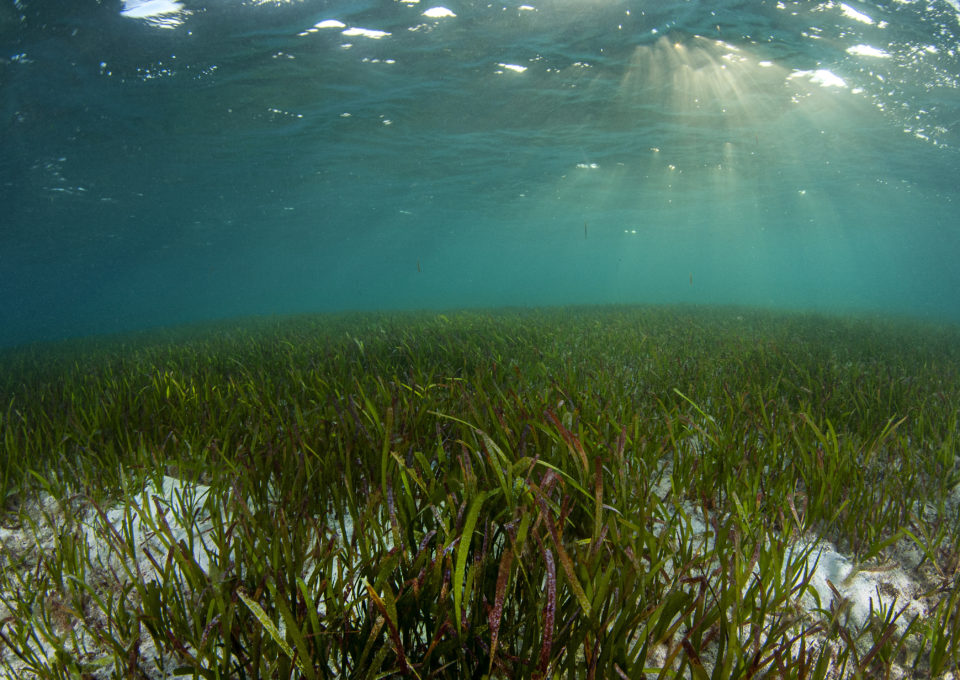 Protect seagrass meadows in China's waters