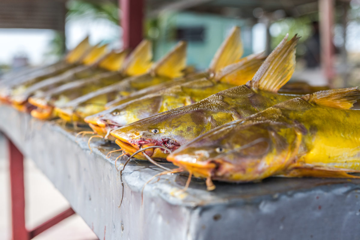 Catfish at a small fish market in East Demarara, Guyana