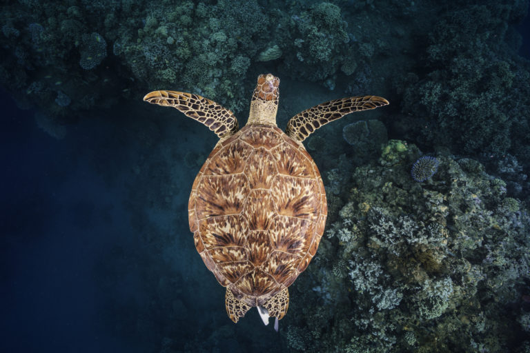 over-1-million-sea-turtles-poached-study-finds-oceanographic