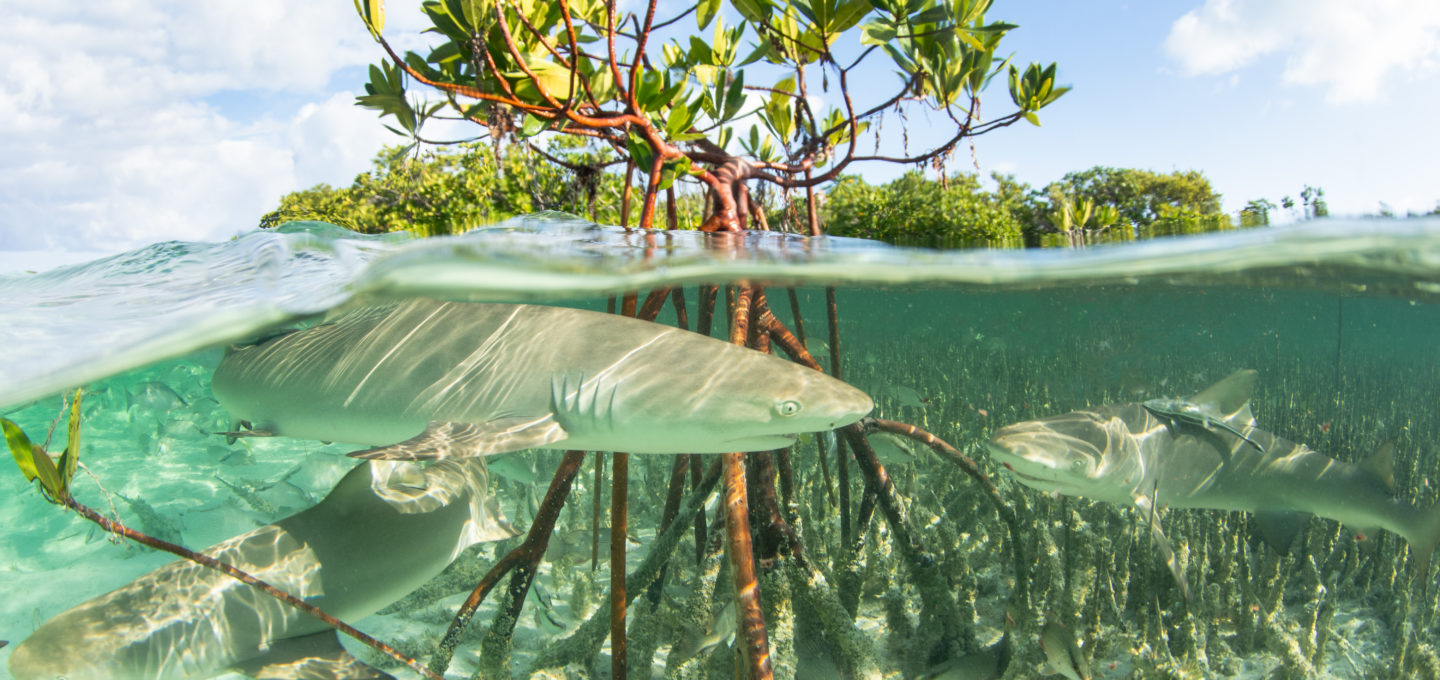 The life of lemon sharks - Oceanographic - Oceanographic