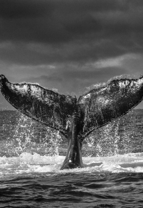 Luciano Candisani: Behind the lens - - Oceanographic