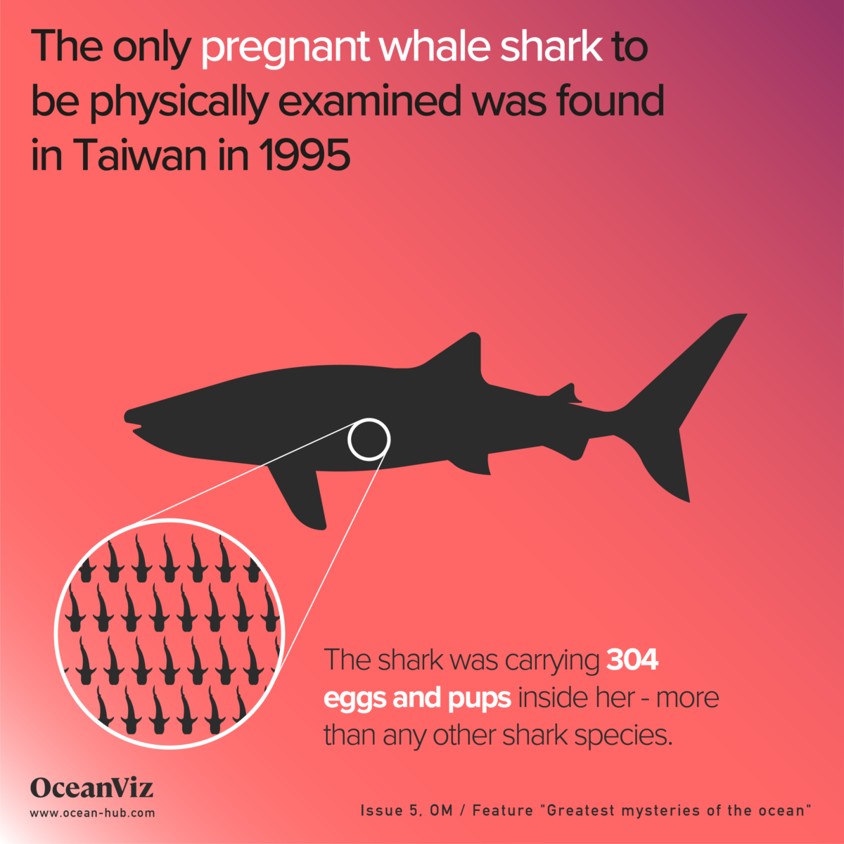 Pregnant whale shark