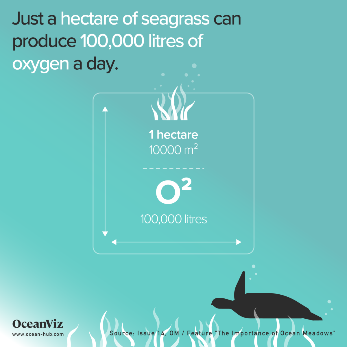 Hectare if seagrass