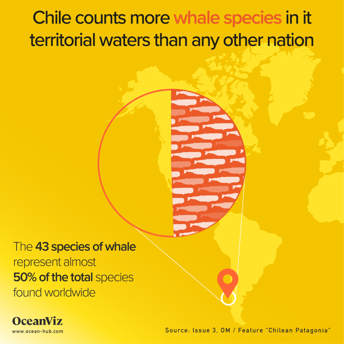 Whale species in Chile