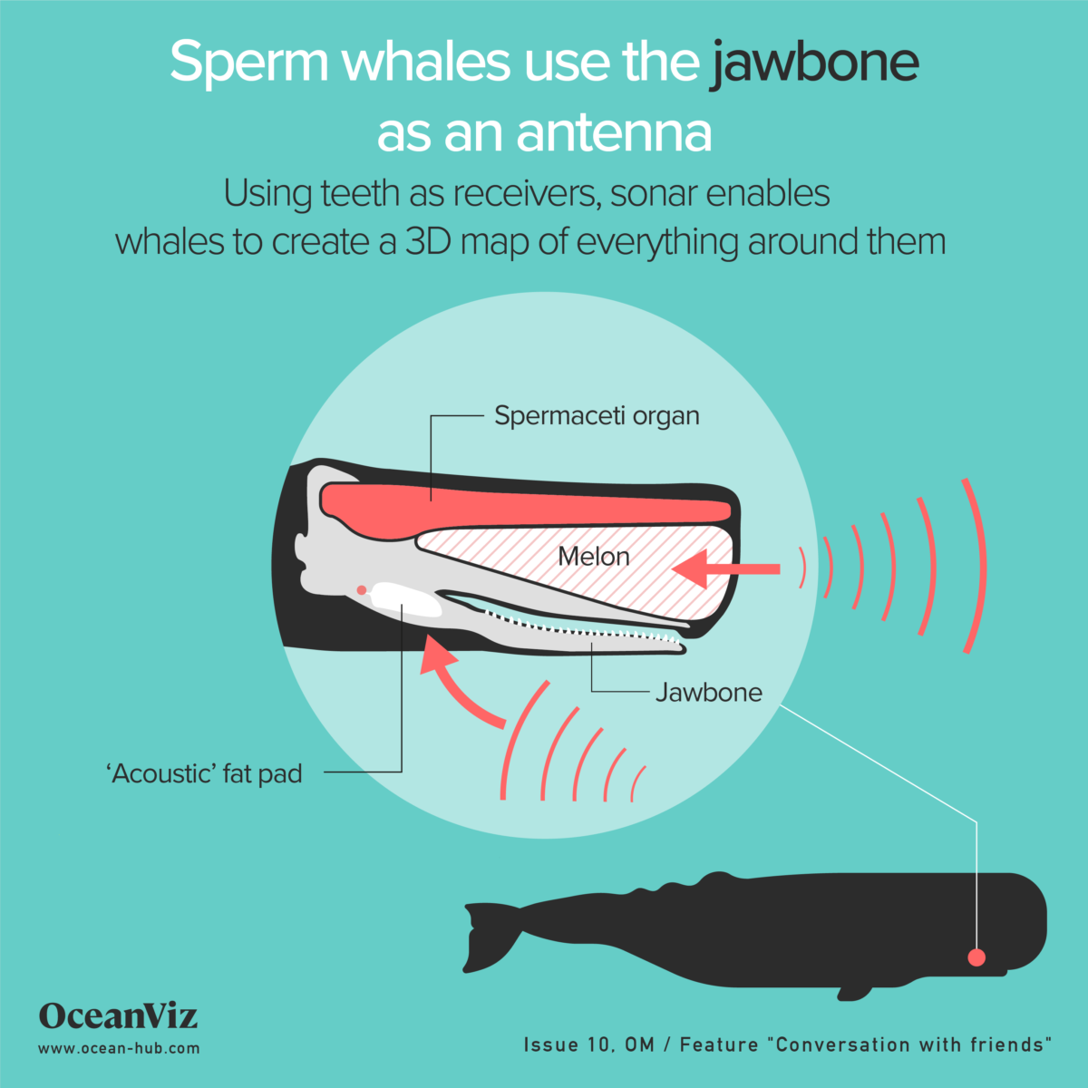 Sperm whale jawbone