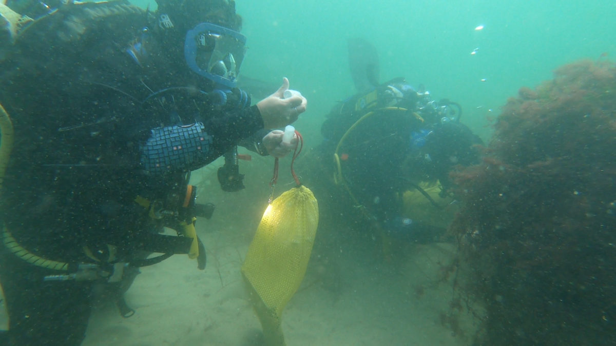 diver with bag Oceanographic Oceanographic