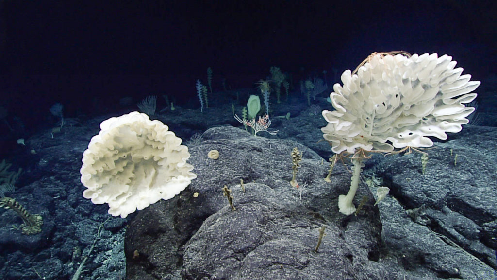 Forest of the weird' discovered in Pacific Ocean - Oceanographic - Oceanographic