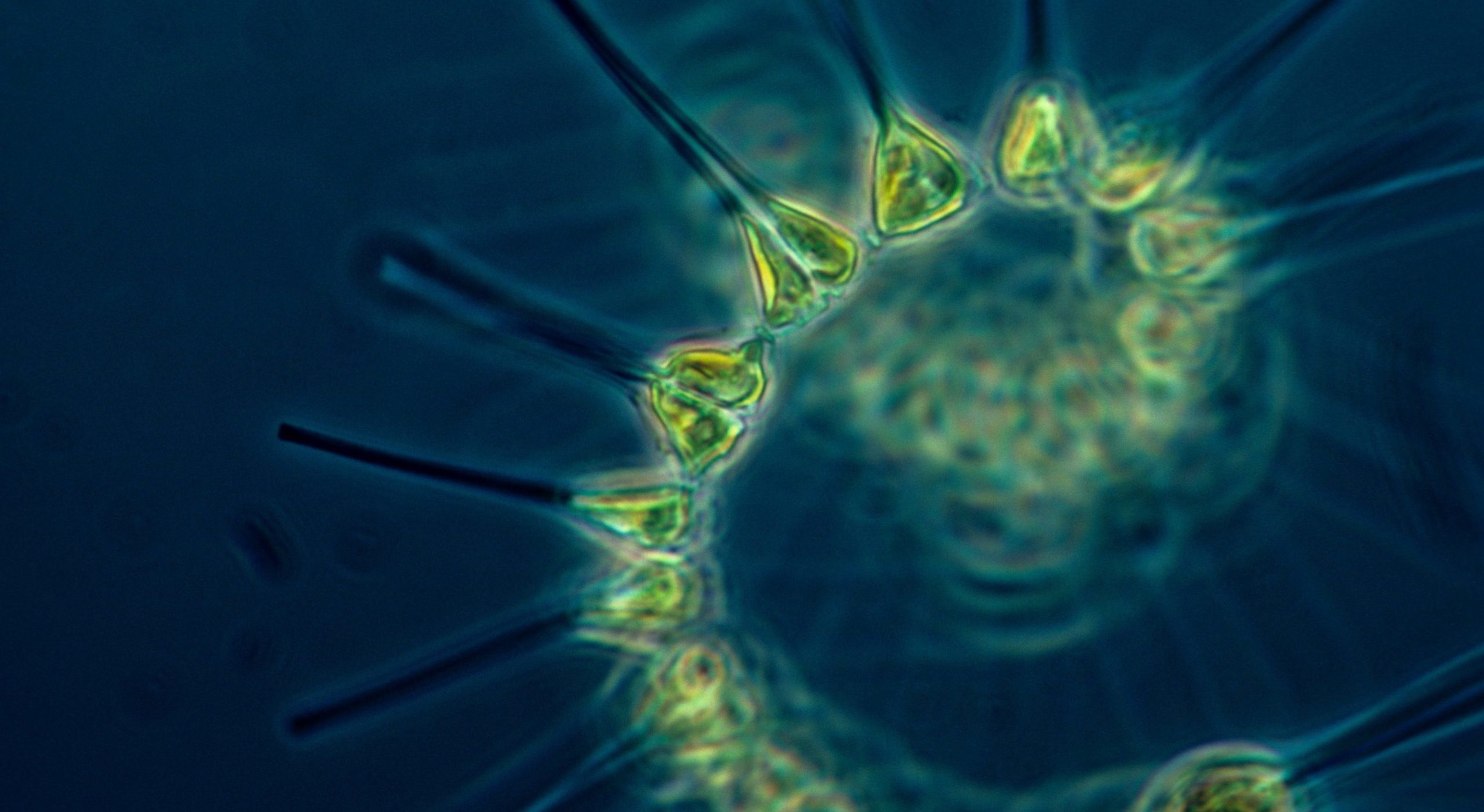 Plankton: wie man es mit KI überwacht – Oceanographic