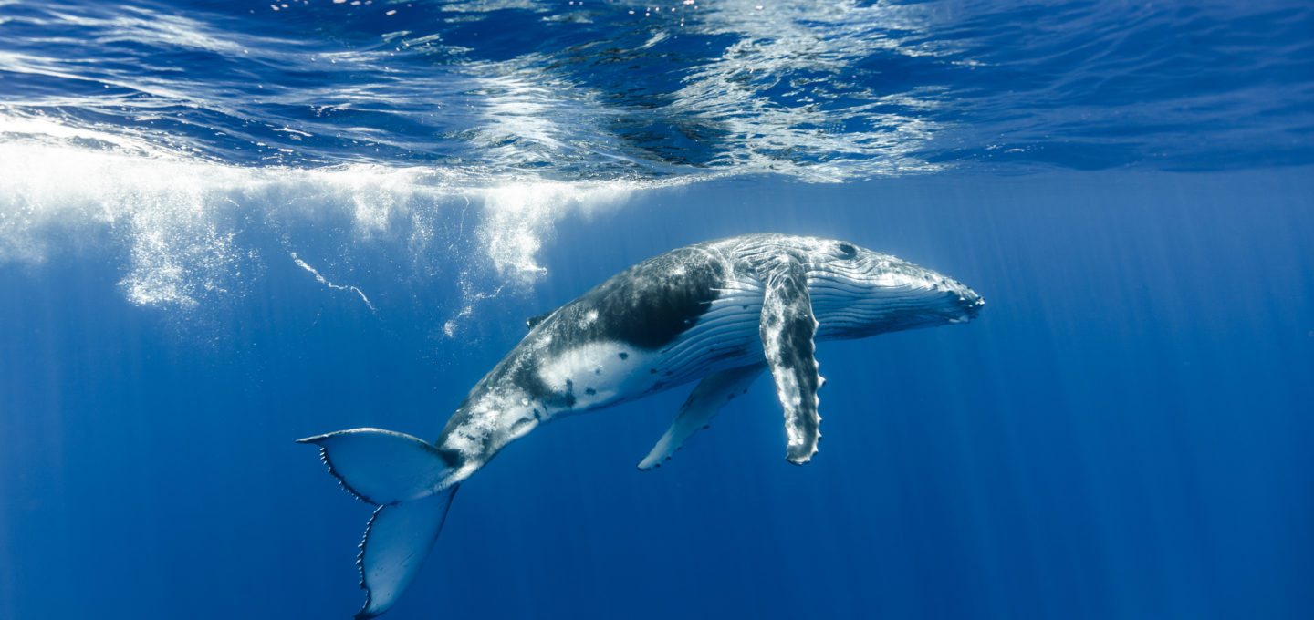 Blue whales ingest millions of microplastic particles daily ...