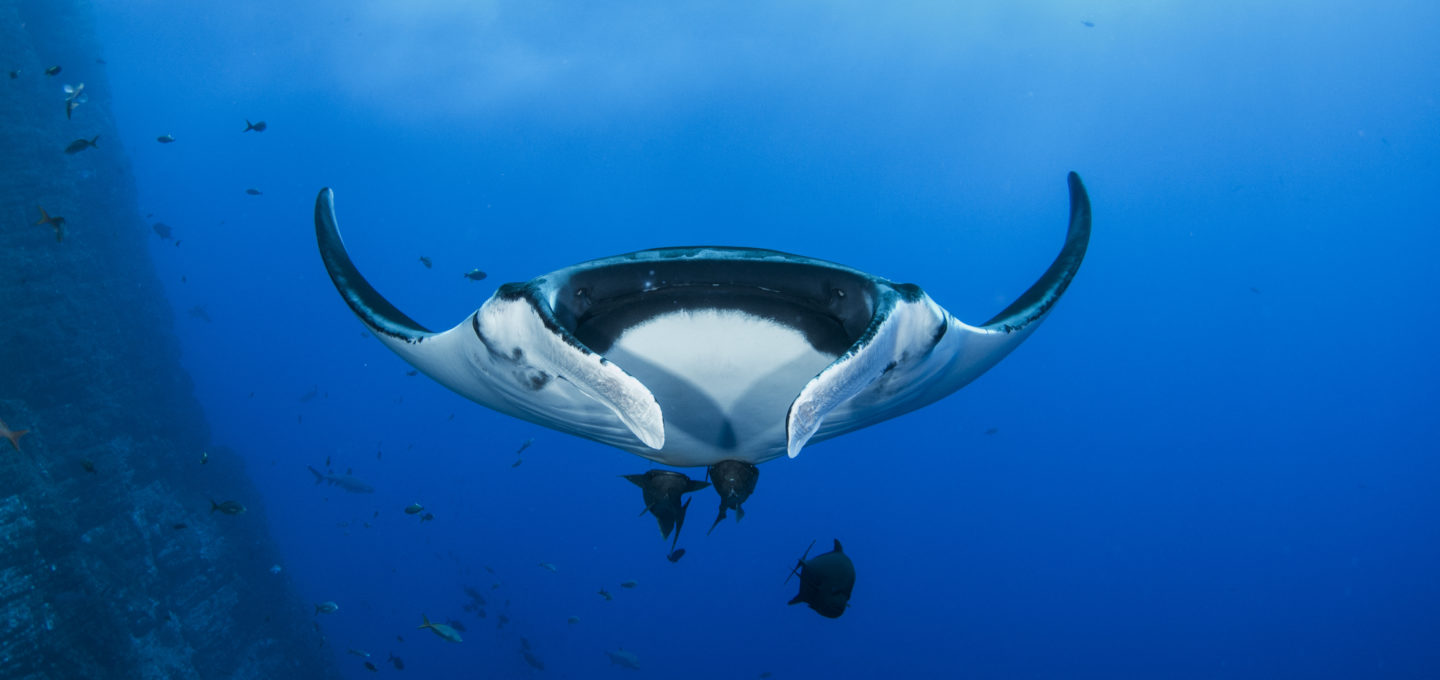 Largest known manta ray population is thriving off the coast of Ecuador,  new research shows