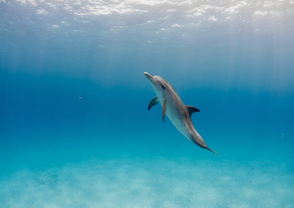  Miami Dolphins Legends and The Islands of the  Bahamas Ink Exclusive Partnership