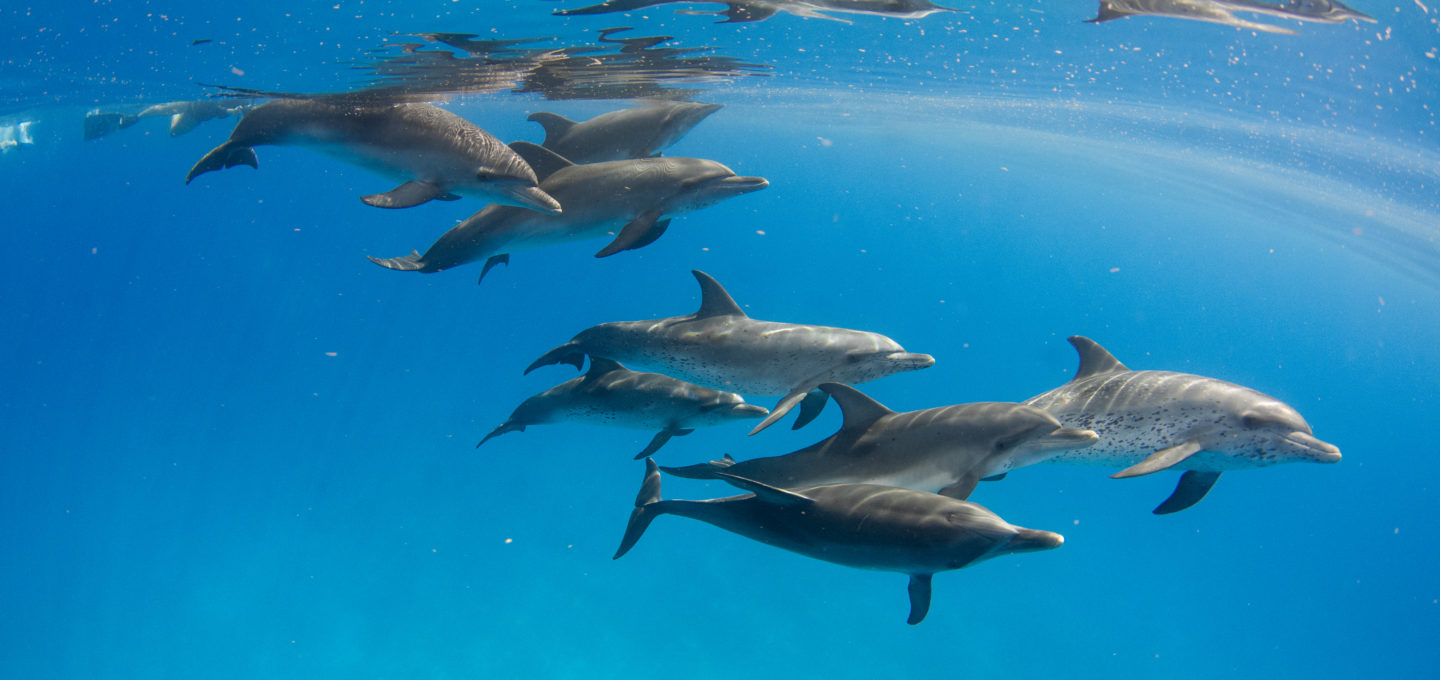 Playing with dolphins in the Bahamas - Oceanographic - Oceanographic