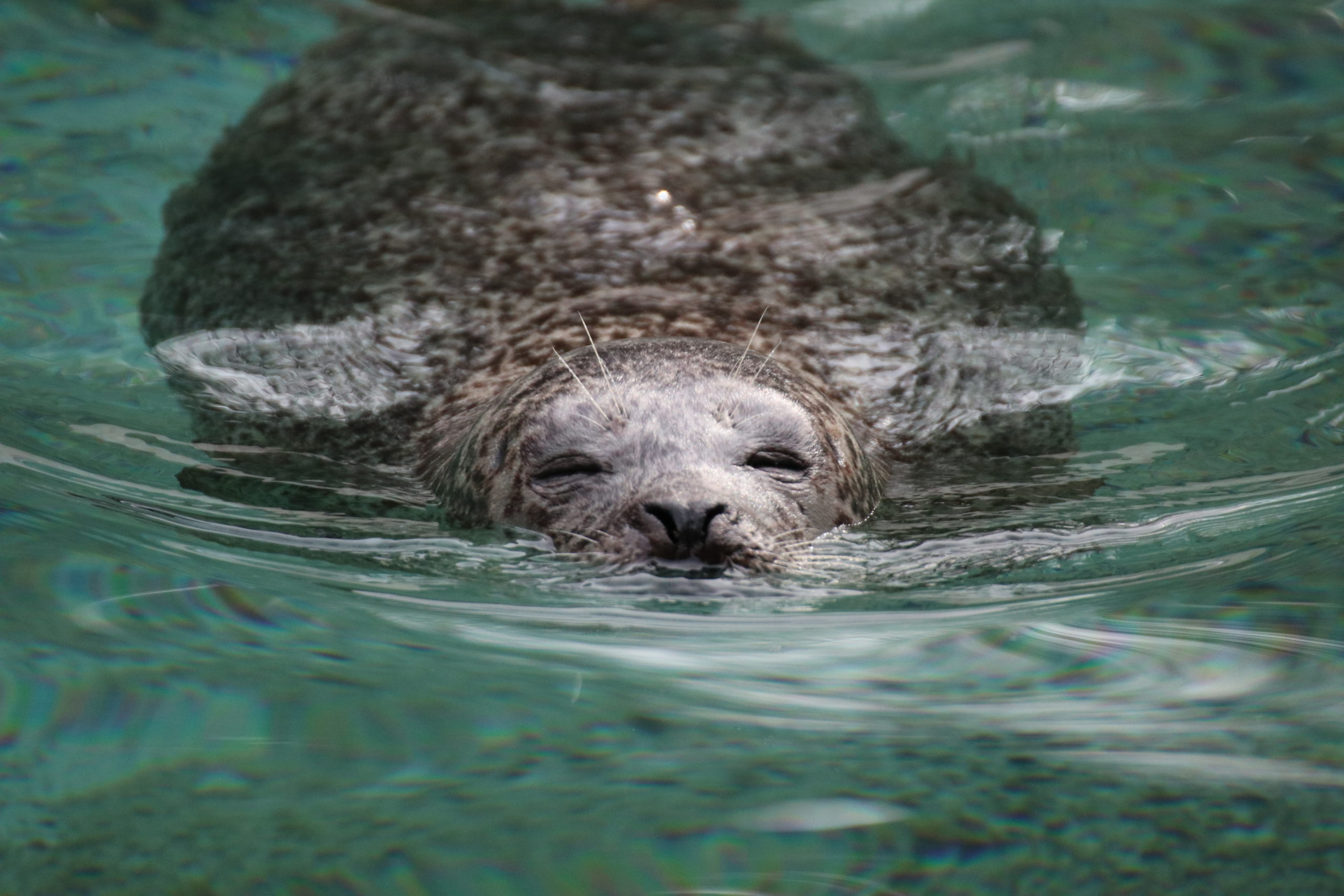 The secret lives of seals - Oceanographic - Oceanographic