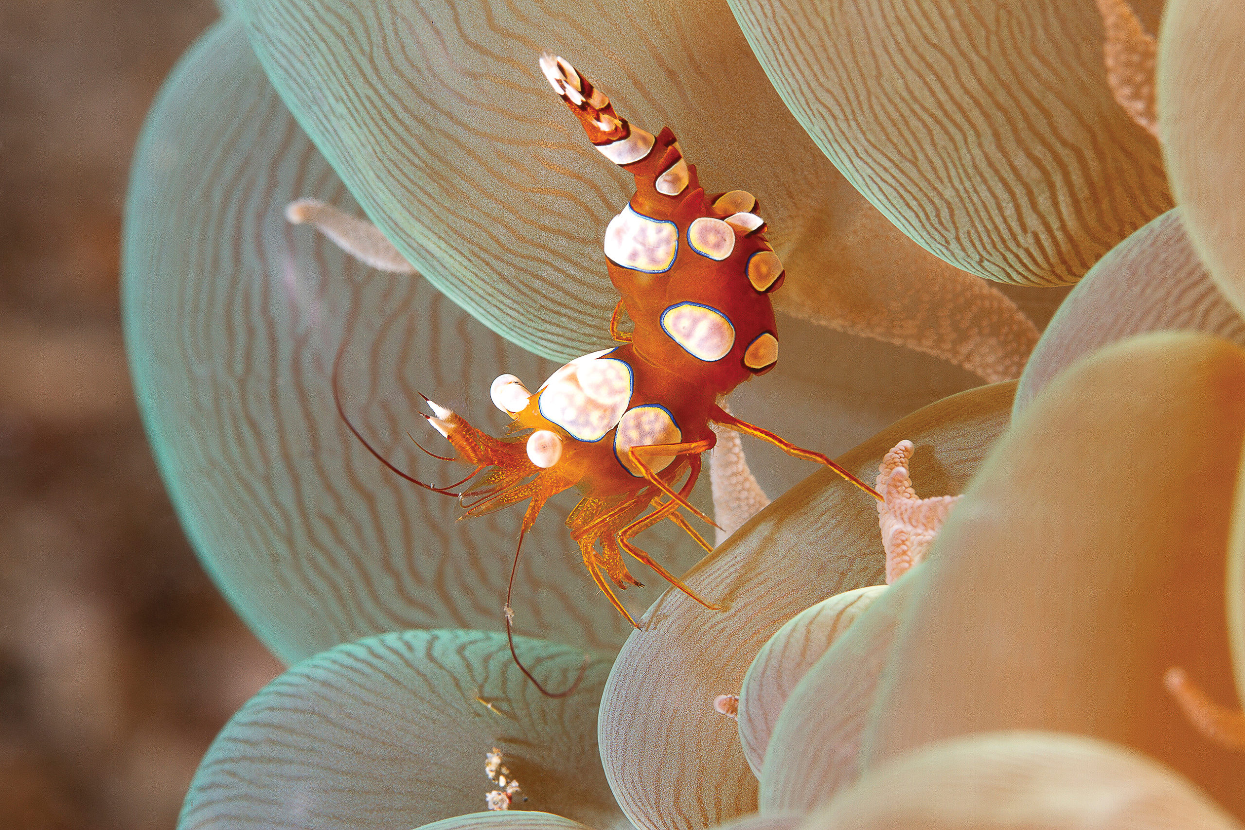 Underwater reflections: Exploring reefs around the globe – Oceanographic