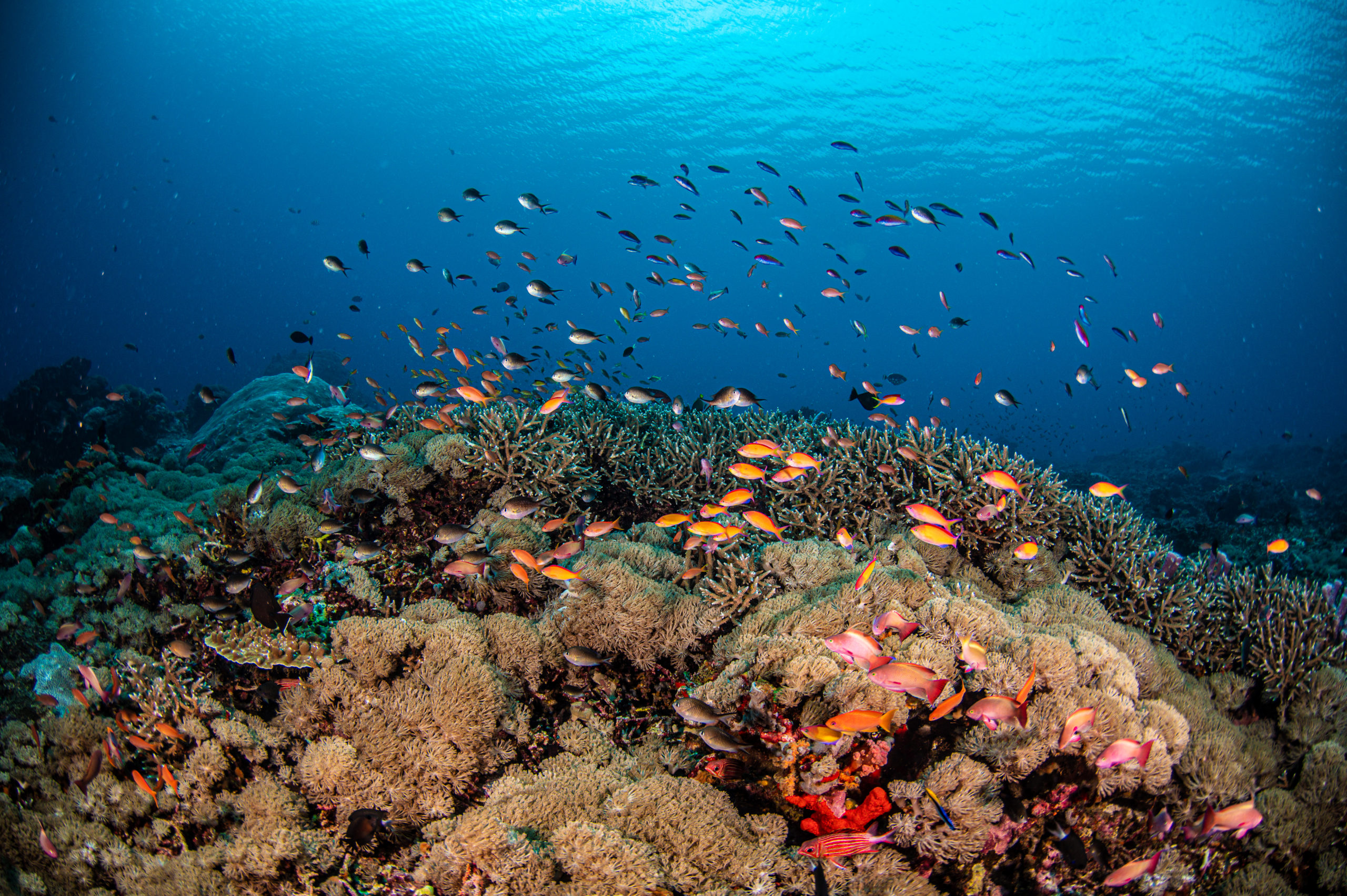 Nusa penida, still have some very pretty reefs - Oceanographic ...