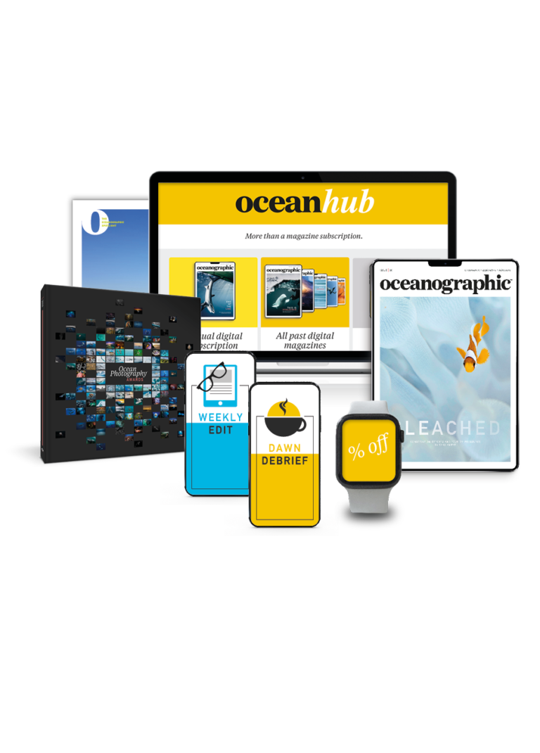 Into the depths Shark diving behaviour revealed Oceanographic