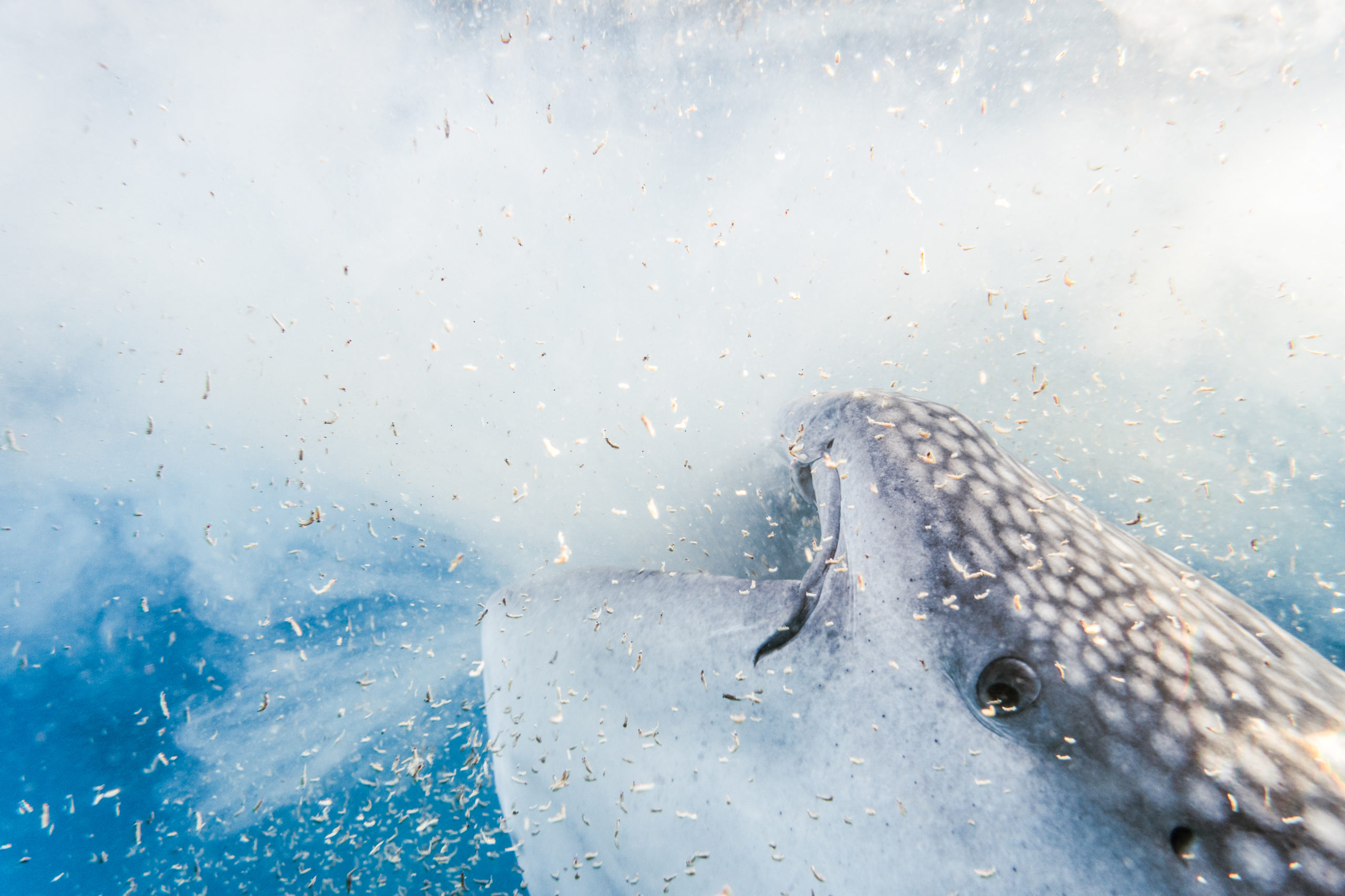 Hunters to heroes: Whale shark conservation in Indonesia