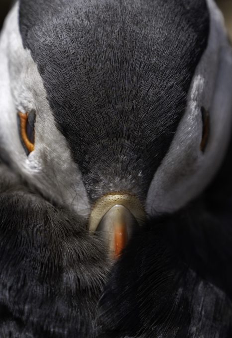 Puffin nesting sites in western Europe could be lost by end of