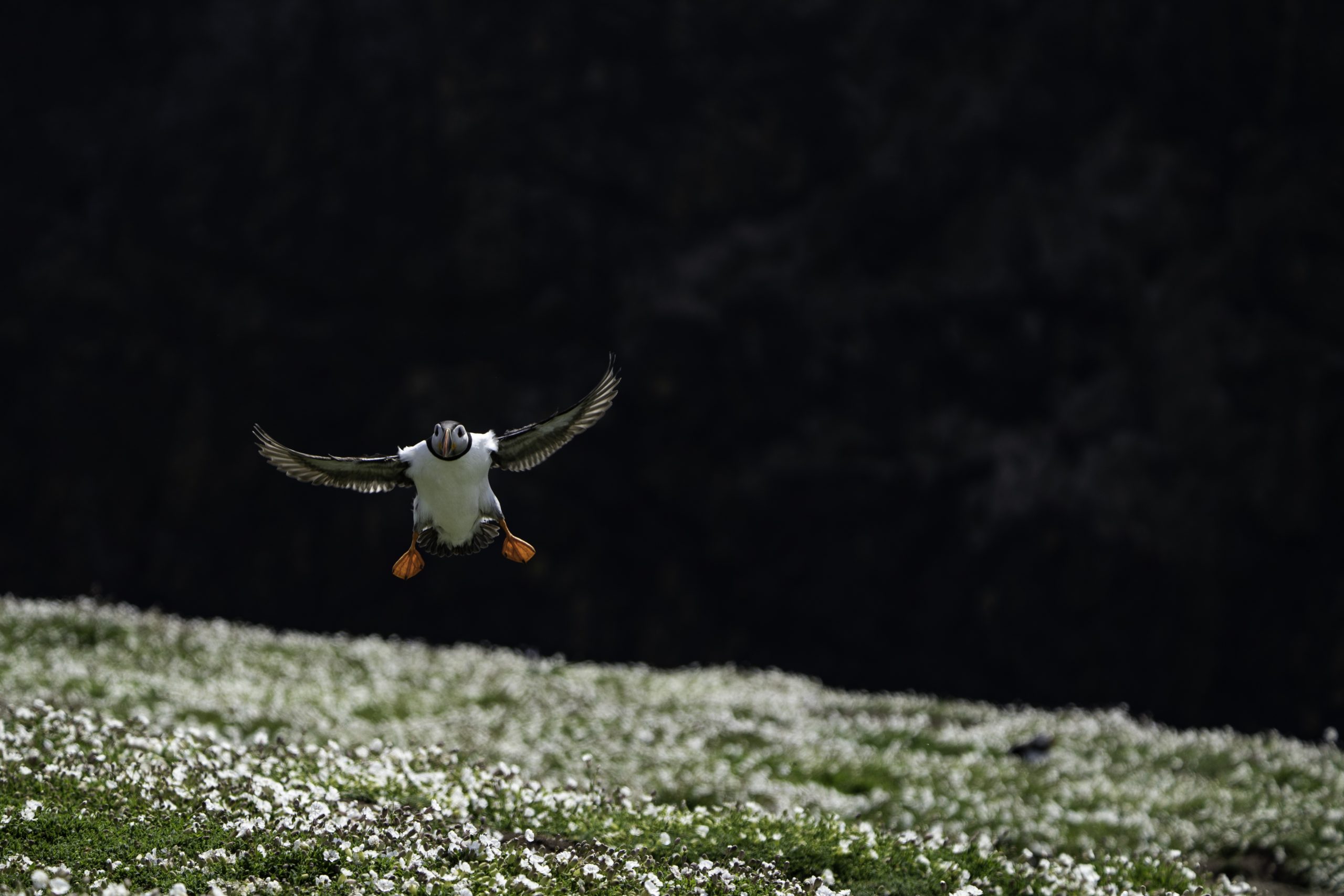 Puffin nesting sites in western Europe could be lost by end of