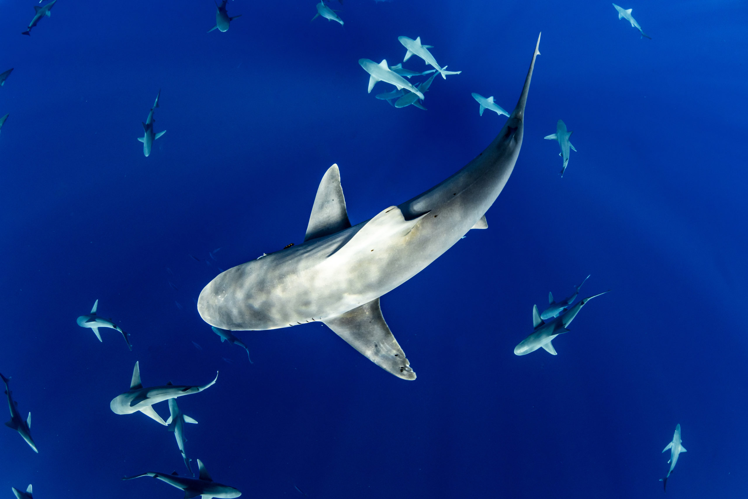 Britain has exported more than 50 tonnes of shark fins since 2017
