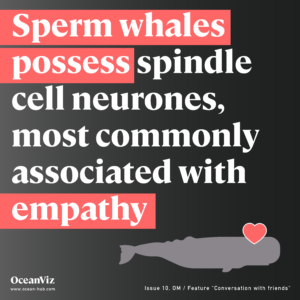 Sperm whales possess type of neurone associated with empathy