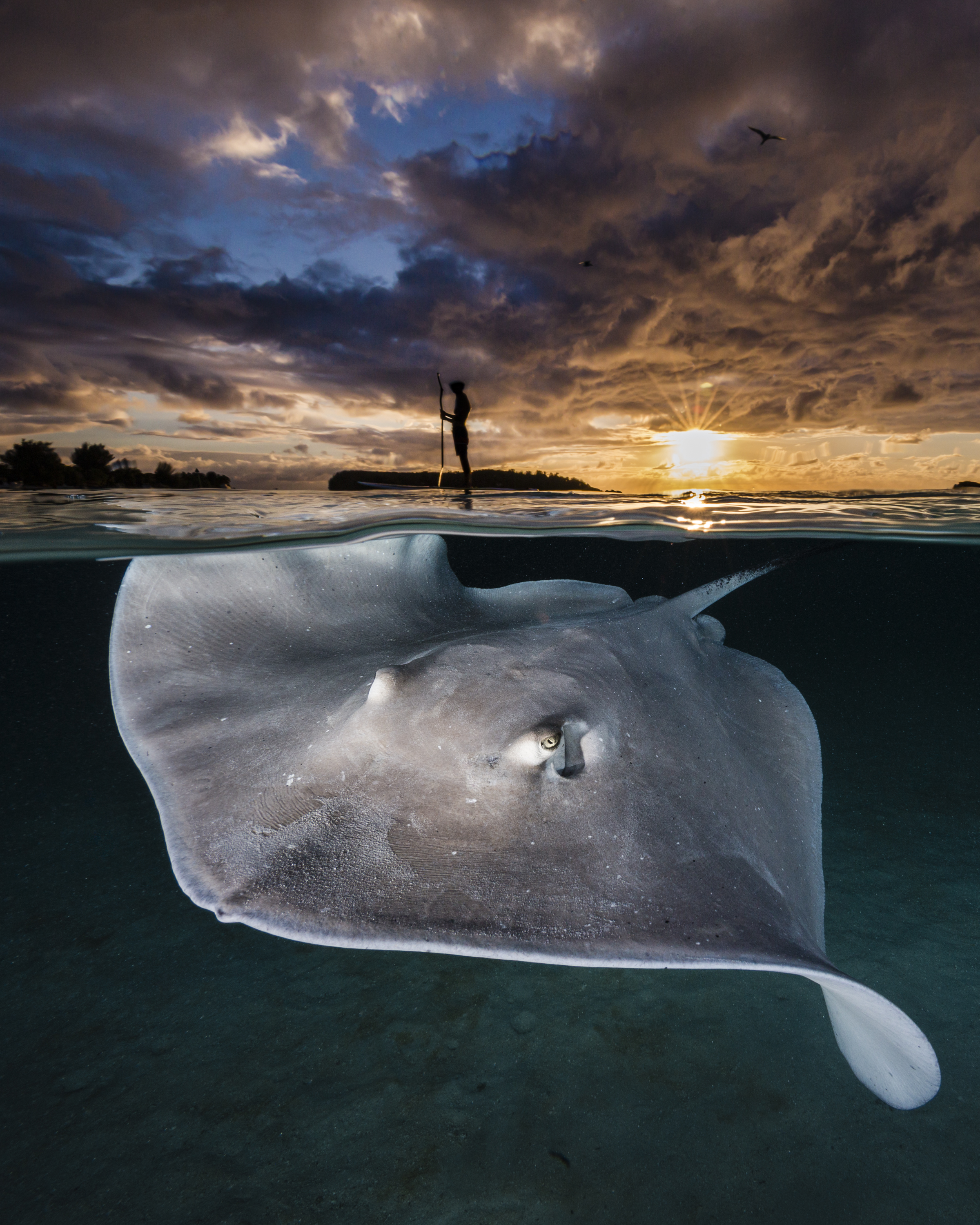 Ocean Photographer of the Year