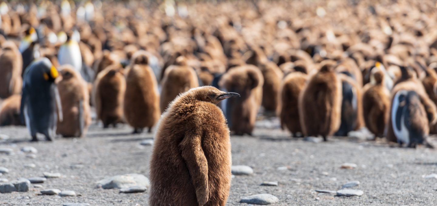 Emperor penguins abandoning their breeding sites - Oceanographic