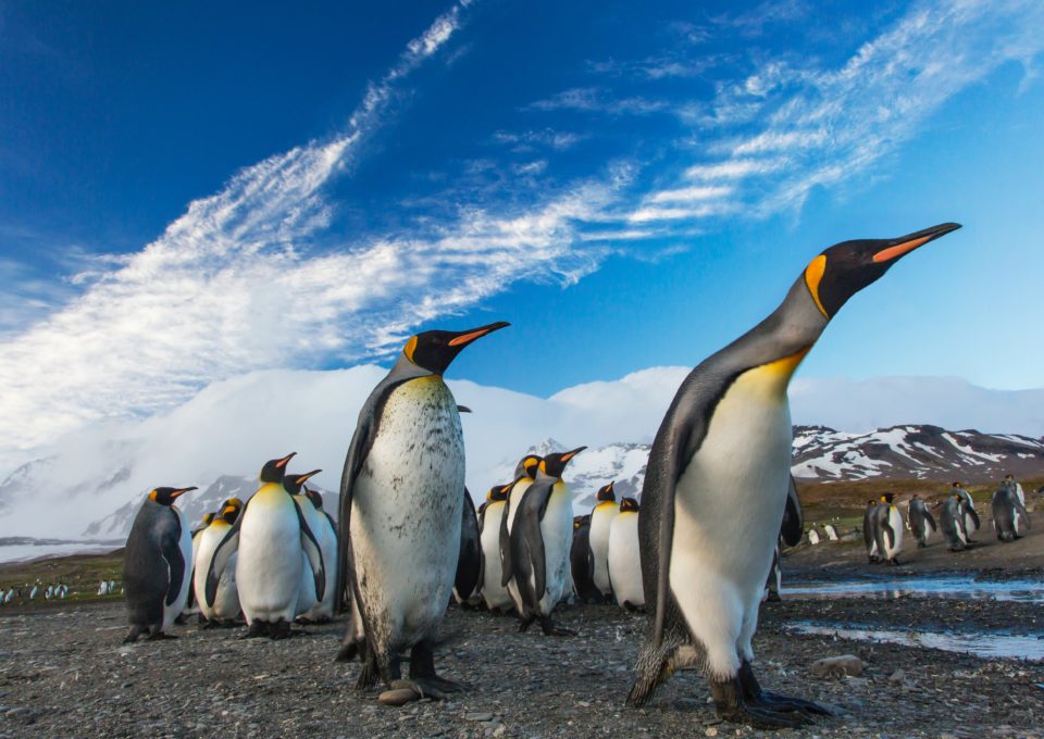 Emperor penguins abandoning their breeding sites - Oceanographic