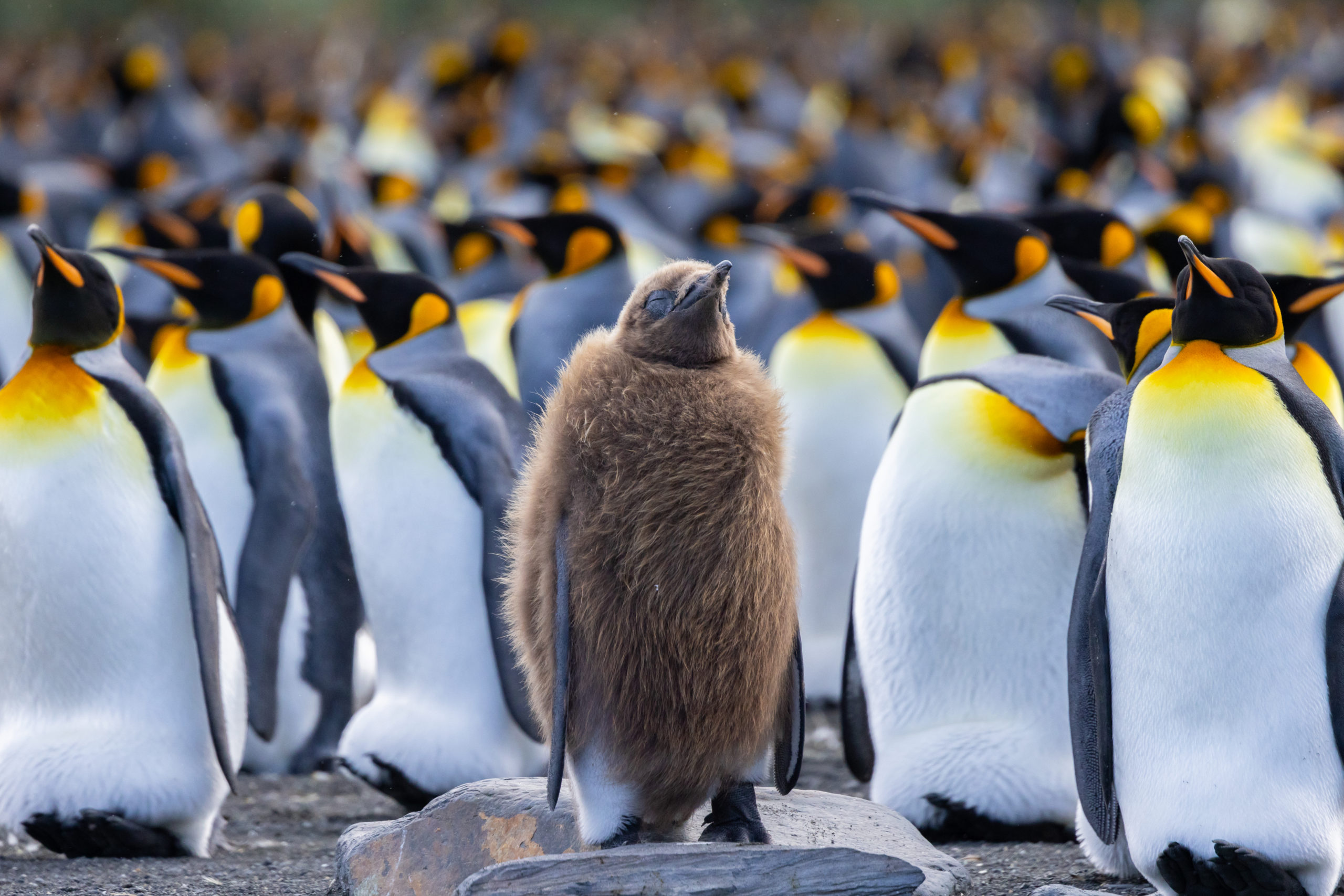 The Emperor Penguin: Meet Antarctica's Most Popular Seabird