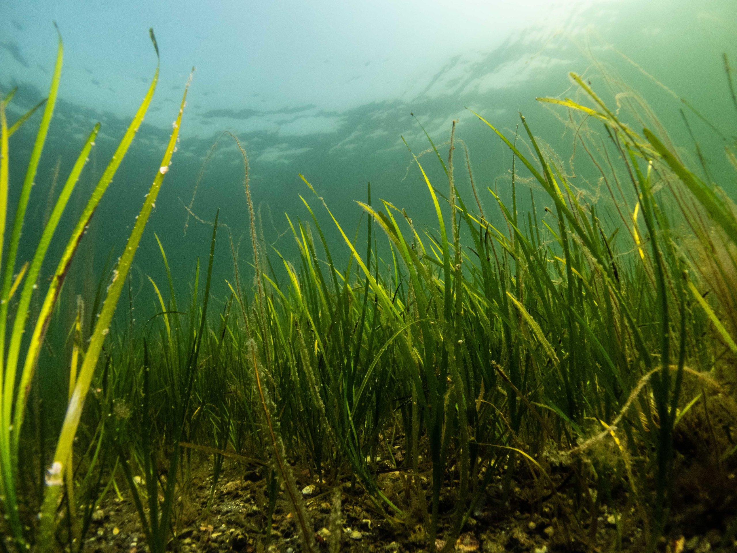 Seagrass can reduce coastal erosion by 70%