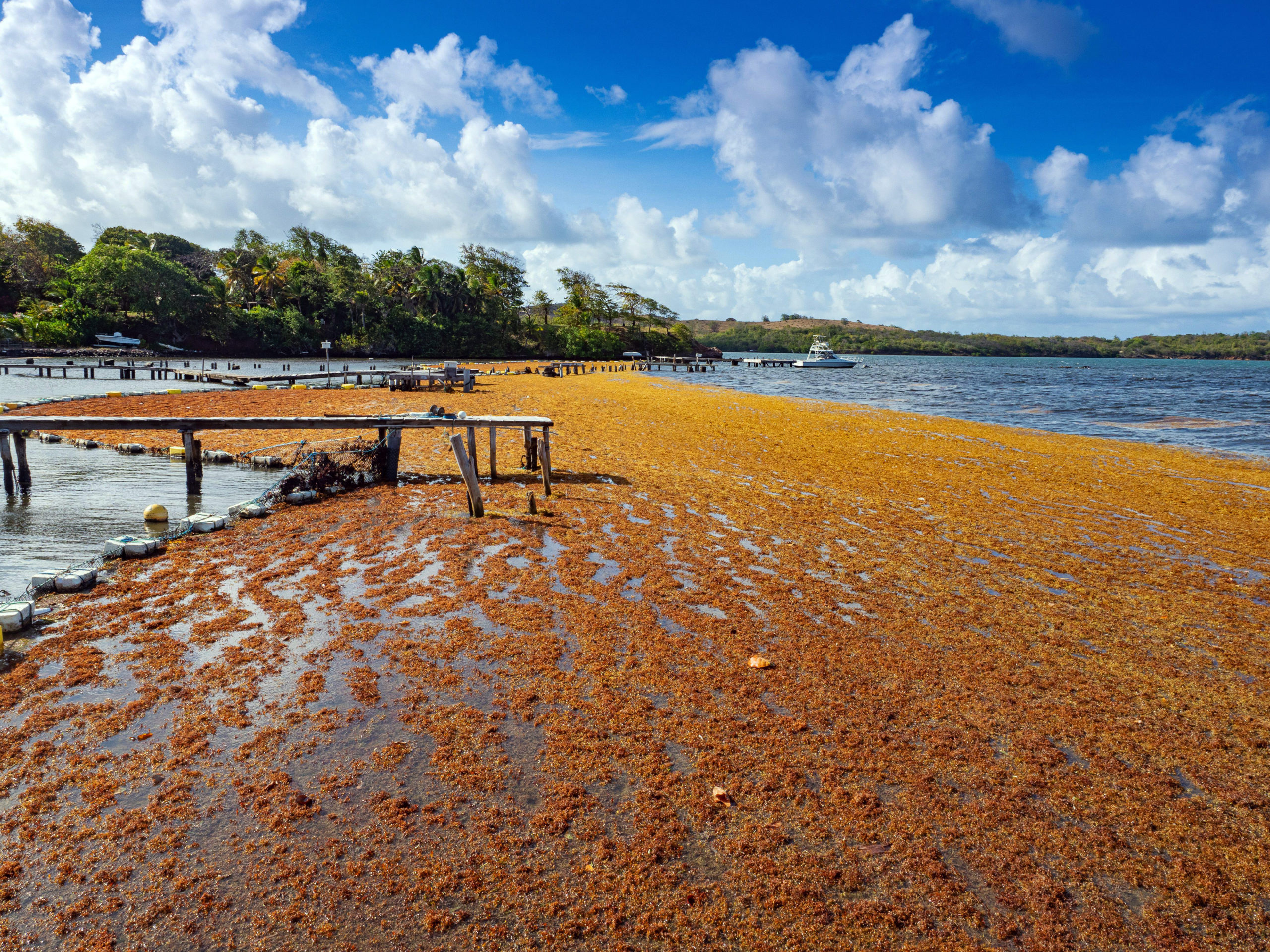 Sargassum in the Dominican Republic