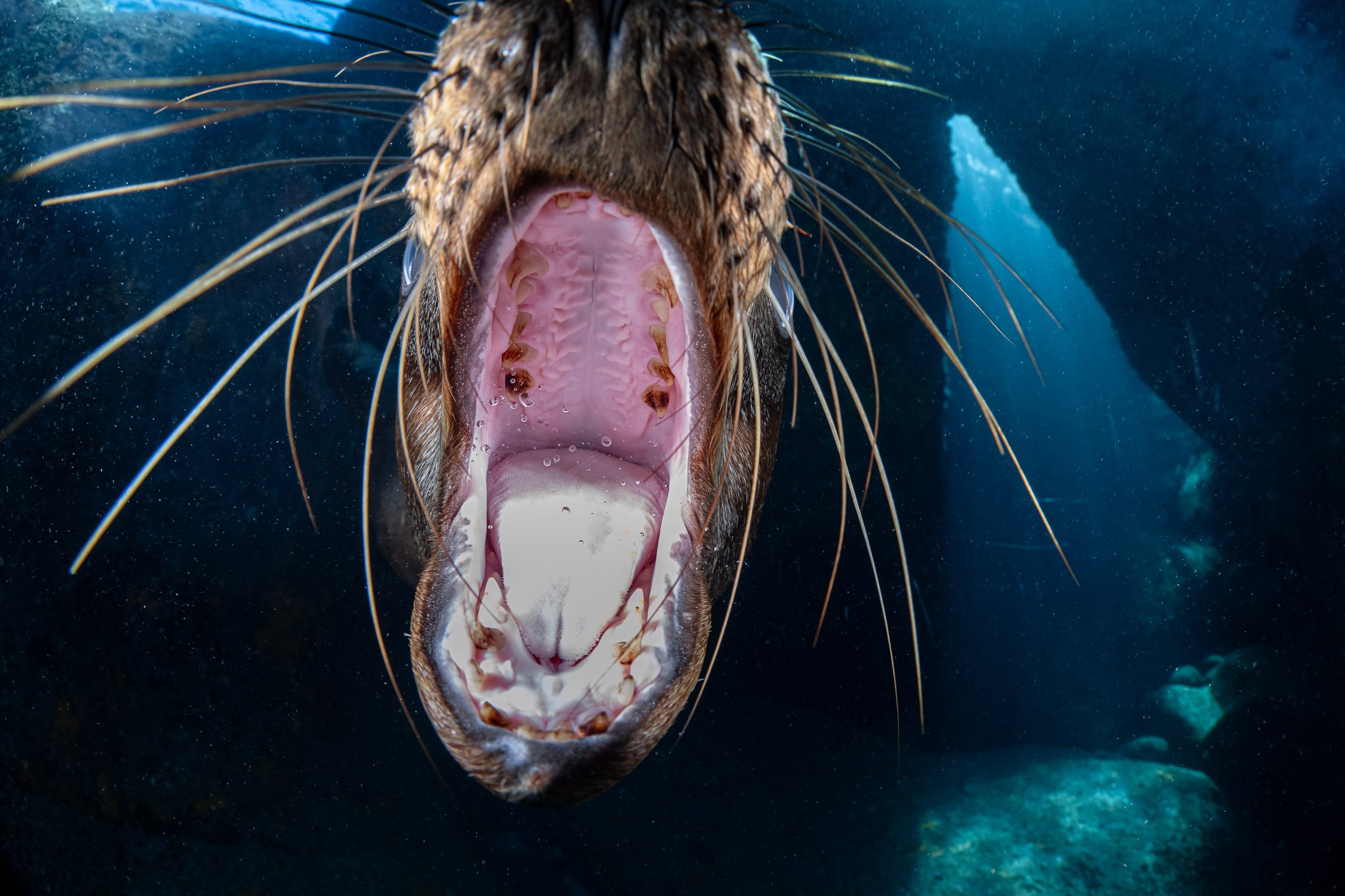 Call of the California sea lion Oceanographic