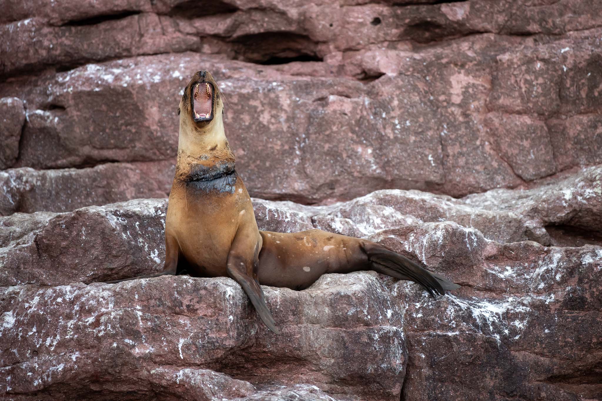 SiR_Sea_Lion_Rescue1 Oceanographic Oceanographic