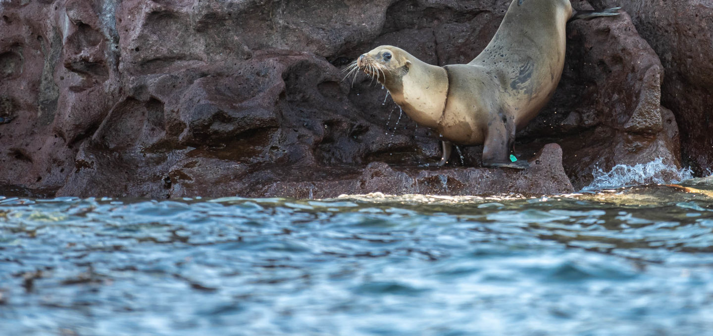Sea lion rescue Oceanographic Oceanographic
