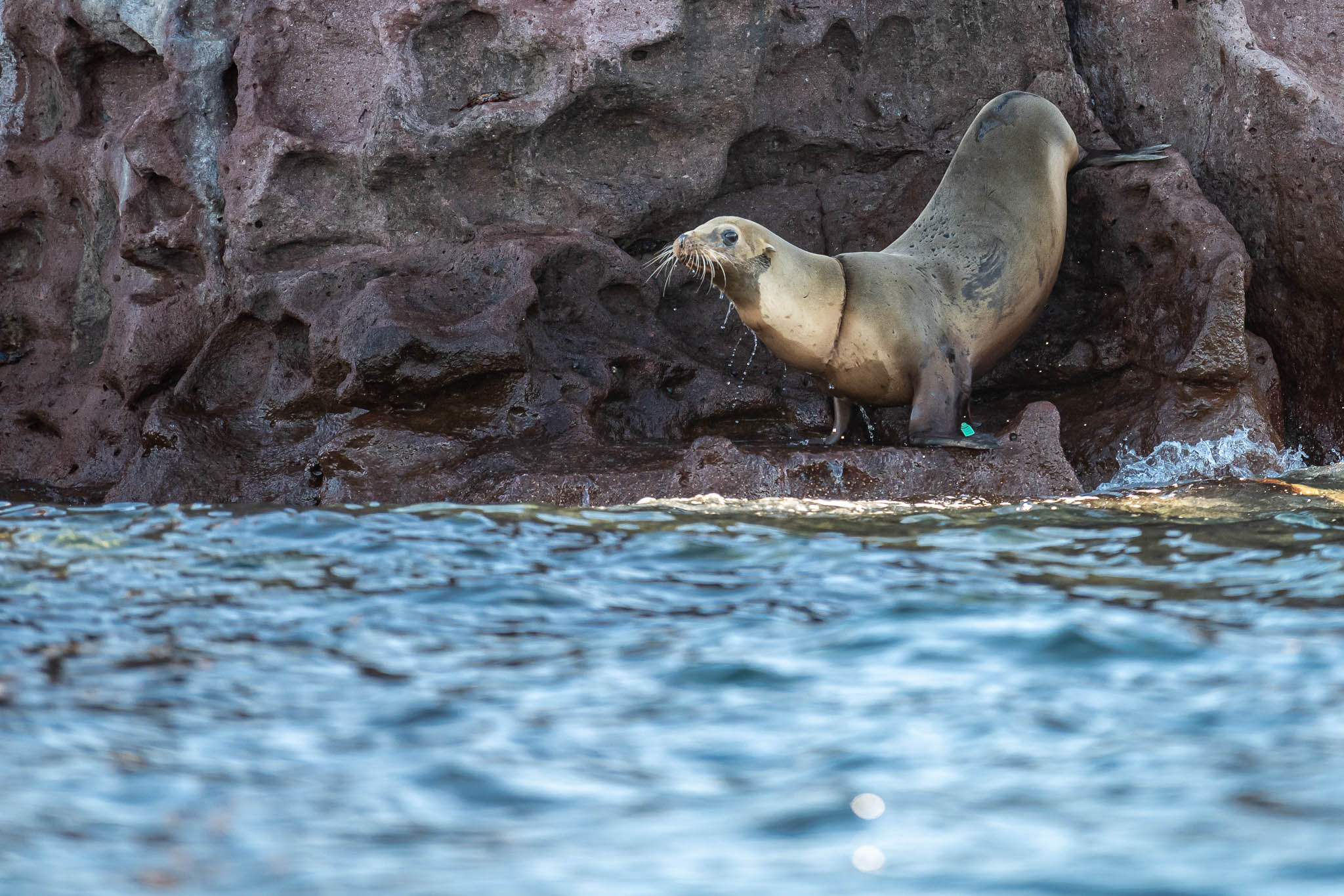 SiR_Sea_Lion_Rescue-2 - Oceanographic - Oceanographic